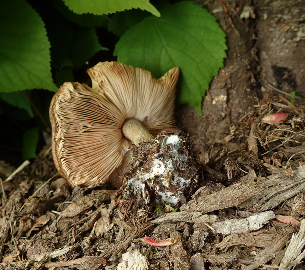 Photo © Penny Cullington Pluteus cervinus by Penny Cullington
